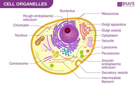 Cell Organelles - Types, Structure and their Functions