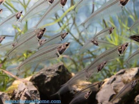 Ghost Catfish Care Guide: Tank Setup, Tankmates, Breeding, Diet