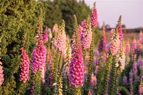 Foxgloves Flowers For Sale - Will Foxglove Plants Grow In Pots: How To ...