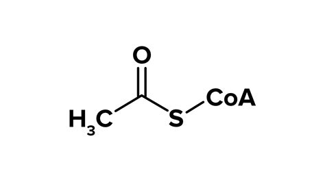 How many carbons does Acetyl CoA have?