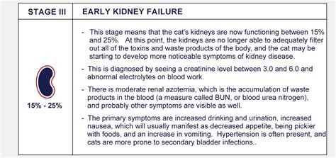 Cat Kidney Disease Symptoms Stages