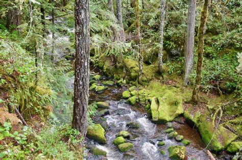 File:Falls Creek above the bridge, Falls Creek Falls Trail.jpg - Hiking ...