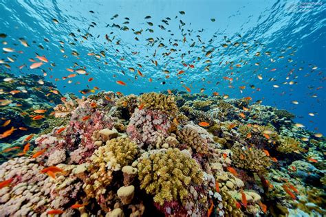 Jordan scrambles to save rare Red Sea corals that can withstand climate ...