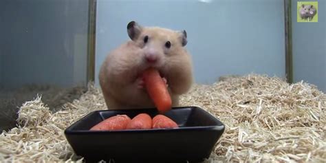 Cute Hamster Wallpapers : Hamster Stuffs Five Baby Carrots Into Its ...