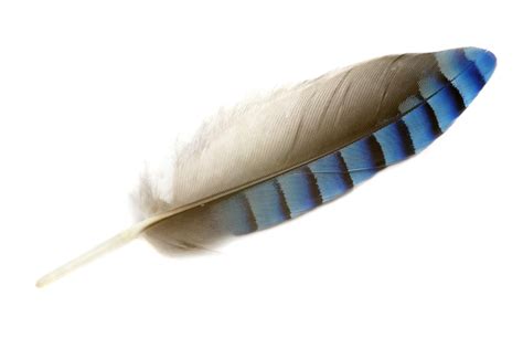 How to identify bird feathers - Discover Wildlife