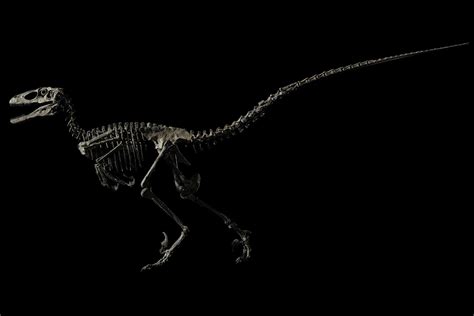 A Rare Skeleton of the Raptor That Inspired the Villains of ‘Jurassic ...