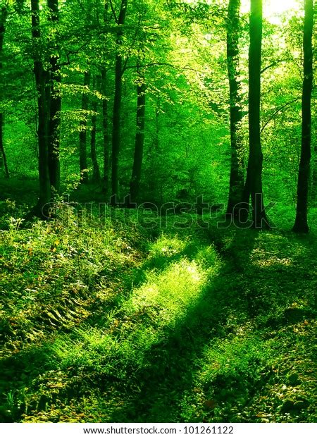 Sunrise Forest Stock Photo (Edit Now) 101261122