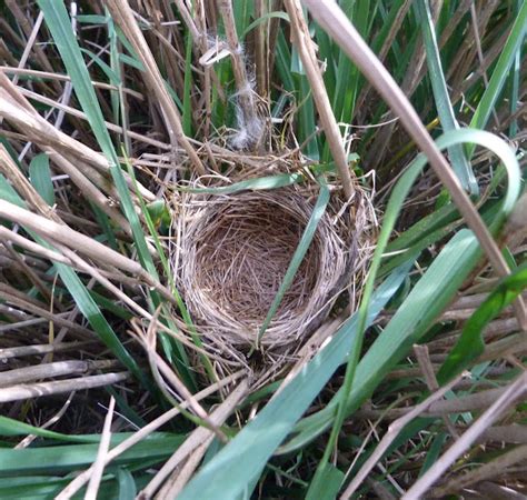 Red-winged blackbird nest | Project Noah