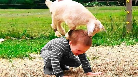 Kids and Babies Playing with Animals best Funny Videos - Funniest Home ...