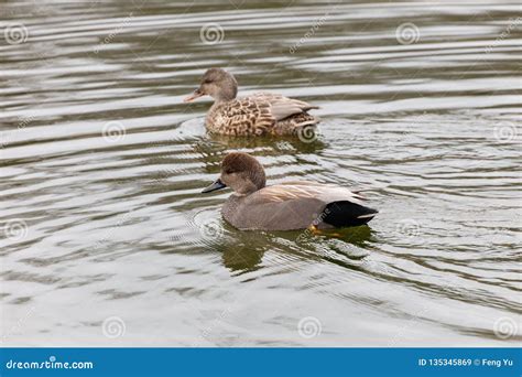 A pair of gadwall duck stock image. Image of waterfowl - 135345869