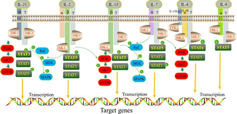 Crystal Structure Of The IL-2 Signaling Complex: Paradigm, 56% OFF