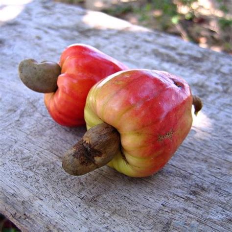 Are cashew nut shells toxic? - Toxic truth about cashew poison