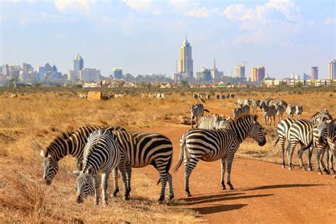 Top 10 Facts about the Nairobi National Park | Nairobi National Park