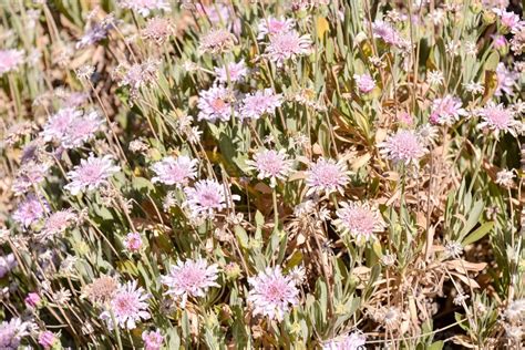 Field of flowers 20989482 Stock Photo at Vecteezy