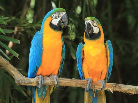 Blue & Gold Macaw | Alexandria Zoo