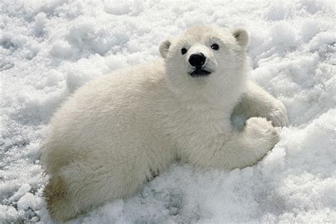 Polar Bear Cub Playing In Snow Alaska Photograph by Mark Newman