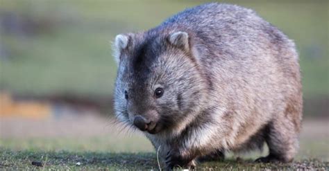 Do Wombats Make Good Pets? - A-Z Animals