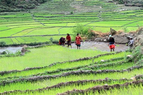 Rice Plantation Day - Nature-Treks.com :: Pure Nature in Adventures