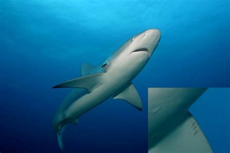 Shark Fact Friday #12 – Super Scales - Oceana USA