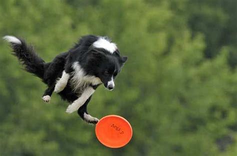 border collie frisbee dog | border collie jumps to catch a Frisbee ...