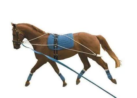 Why Should You Invest in Quality Horse Training Equipment?