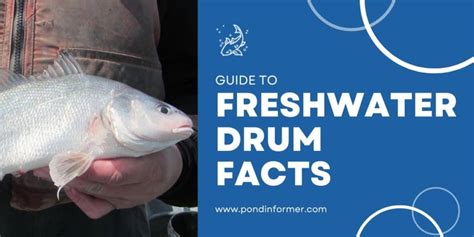 Facts & Guide to Freshwater Drum (Aplodinotus grunniens) - Pond Informer