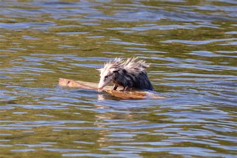 Opossums and Swimming (Do They Like Water?) - Floofmania