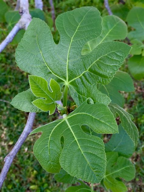 Celeste Fig Tree Leaves