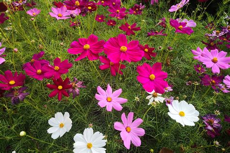 19 of the Best Flowering Companions for Cosmos