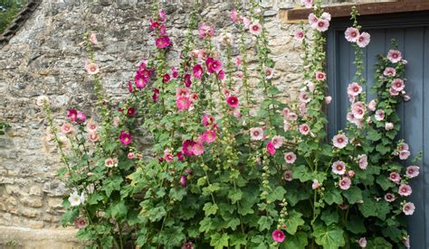 When To Plant Hollyhock: Hollyhock Growing Tips & Advice