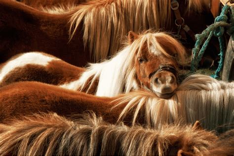 All About Shetland Ponies (facts, lifespan, care, etc.)