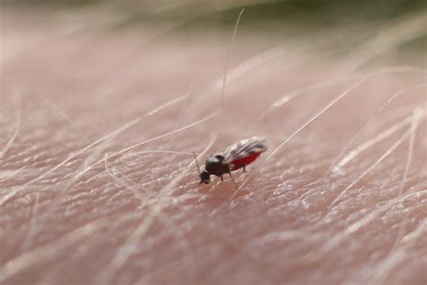 How to Protect yourself from Biting Midges? - AllPro Pest Control