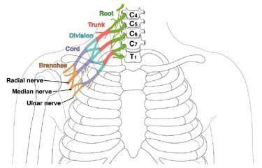 Brachial Plexus Injury | Symptoms, Diagnosis & Treatment