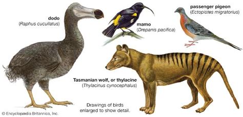 Extinct Animals Images With Names