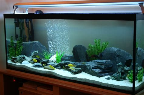 slate aquarium - Google Search | aquariums/fish ideas | Pinterest ...