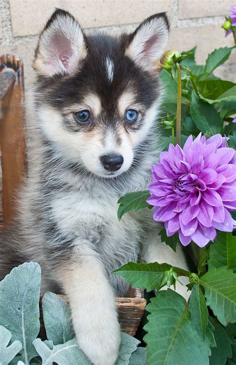 Pomsky Dog Breed Information - A Guide To The Husky Pomeranian Mix