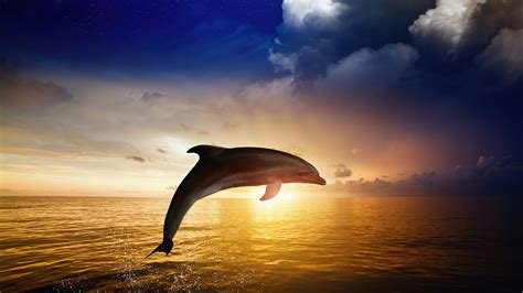 Jumping dolphins 3d images - hoodxoler