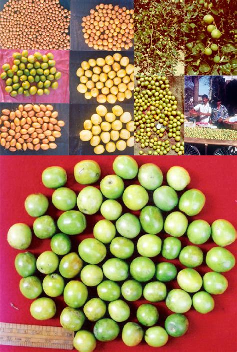 Fruits of Ziziphus species. Note the extreme variation in fruit size ...