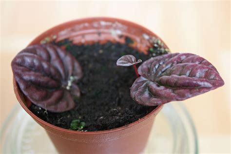 How to grow Peperomia caperata from cuttings