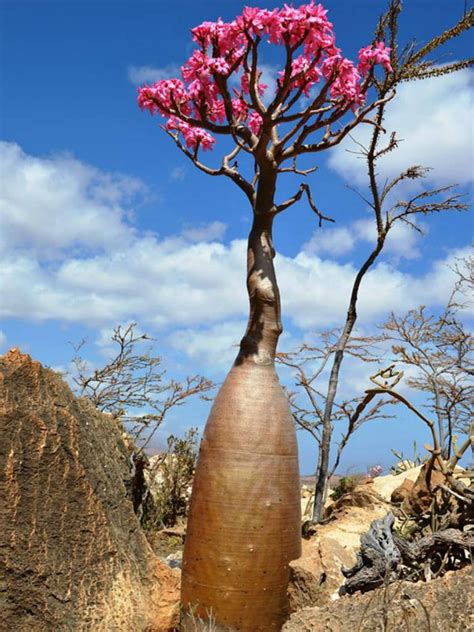 Adenium obesum subsp. socotranum (Socotran Desert Rose) is by far the ...