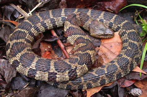 Northern Watersnake