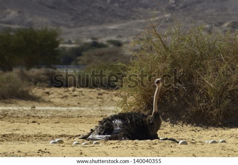 Female African Ostrich Hatches Eggs Nature Stock Photo 140040355 ...