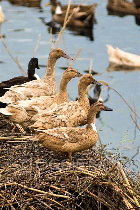 Lagalog Philippines Travel Photography Blog: The Candaba Swamp and Bird ...