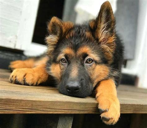 How do You Feed a German Shepherd | Medium