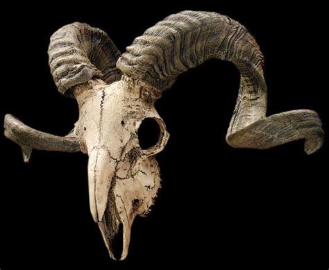 Pics For > Ram Skulls With Horns in 2019 | Animal skulls, Animal ...