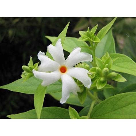 Parijat flower plant seeds/night jasmine plant seeds/harsingar flowers ...