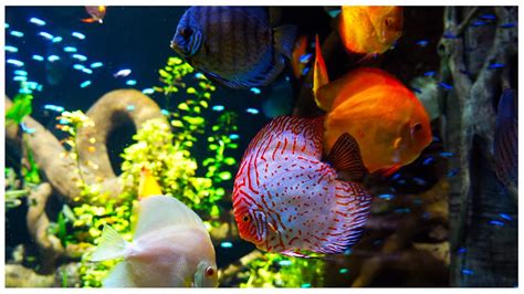 Discus Fish Care and Breeding: Featuring an AMAZING 3,000 Gallon ...