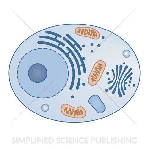 Animal Cell Drawing - Vector Image for Download