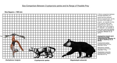 Giant Fossa - Cryptoprocta spelea