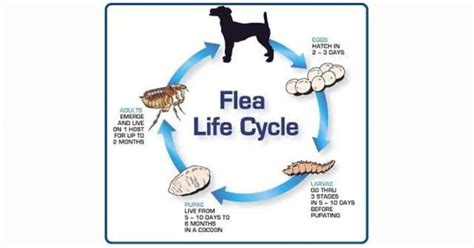 Flea Life Cycle - How Do These Resilient & Persistent Parasites Develop ...